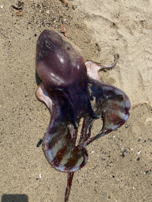 久々にサーフとショアから初マゴチ