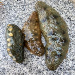 HC蛸散歩。何とか3杯。。