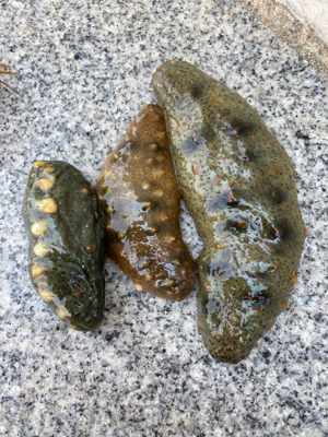 HC蛸散歩。何とか3杯。。