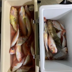 マイボートでイカラバ‼︎ アマダイ、レンコダイ狙い