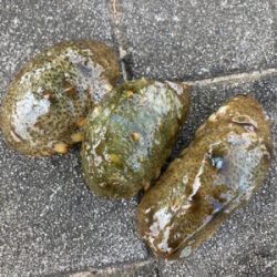 狩れるだけ狩るべくHC蛸散歩。4杯。。