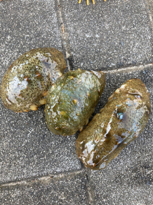 狩れるだけ狩るべくHC蛸散歩。4杯。。