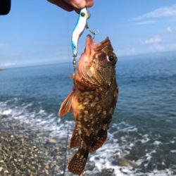 サーフでキジハタ