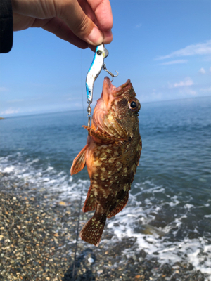 サーフでキジハタ