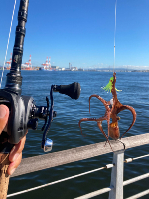 HS蛸散歩。11杯。。