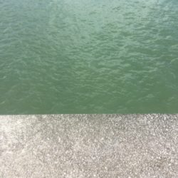 海草天秤に海草が‥