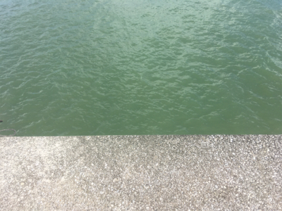 海草天秤に海草が‥