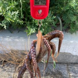 今朝もHC蛸散歩。11杯1815g。。