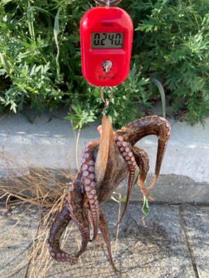 今朝もHC蛸散歩。11杯1815g。。