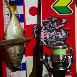 アジング練習 312 豆鯵