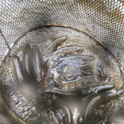 黒保根渓流フィッシングさんでミノーイング