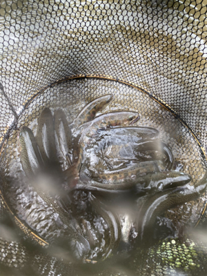 黒保根渓流フィッシングさんでミノーイング