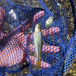 釣りキャン&ネイティブトラウト