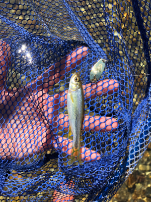 釣りキャン&ネイティブトラウト