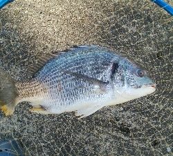 『釣りデビュー♬♬♬』219