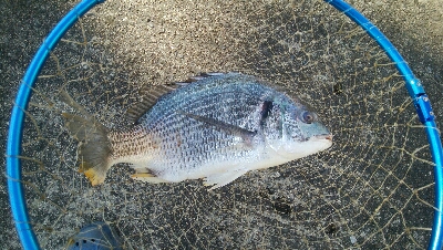 『釣りデビュー♬♬♬』219