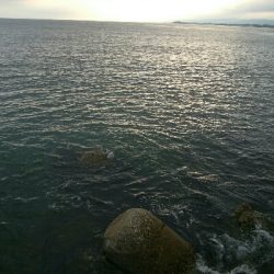 キス　ツバイソ　小鯛