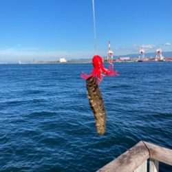 サイズが萎んだHC蛸散歩。6杯。。