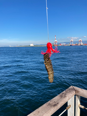 サイズが萎んだHC蛸散歩。6杯。。