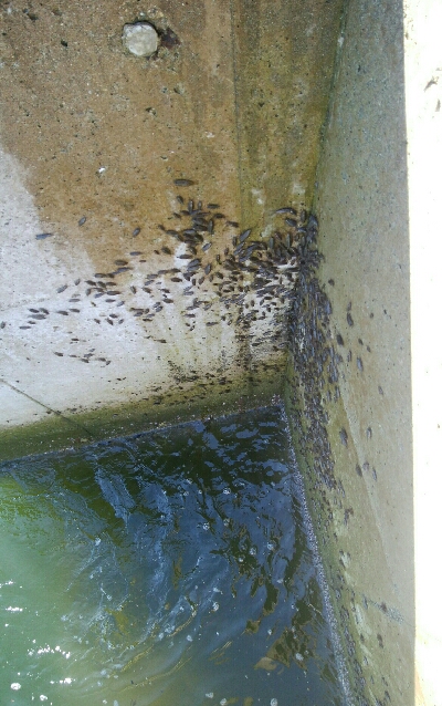 『釣りデビュー(^o^』220