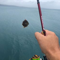 本日は不漁でした