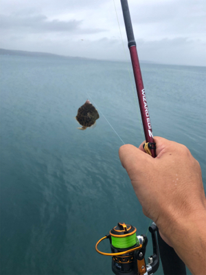 本日は不漁でした