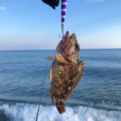 キジハタリベンジ