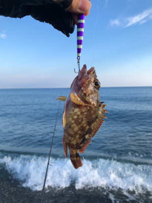 キジハタリベンジ