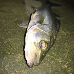 朝の部・昼の部・夜の部(=ﾟωﾟ)ﾉ