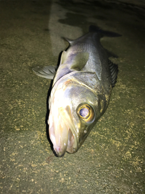 朝の部・昼の部・夜の部(=ﾟωﾟ)ﾉ