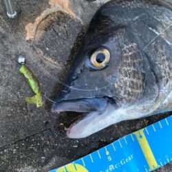 真夏のブリームゲーム