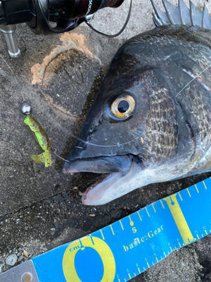 真夏のブリームゲーム