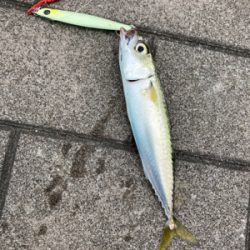 強風爆風のもと小鯖と戯れサヨリまで。。