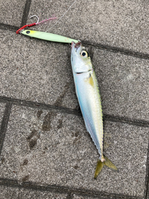 強風爆風のもと小鯖と戯れサヨリまで。。