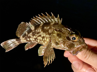 癒しのガッシー