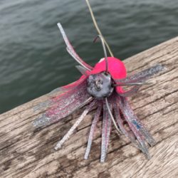 台風明けHC蛸散歩。11杯。。。