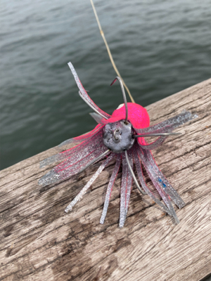 台風明けHC蛸散歩。11杯。。。