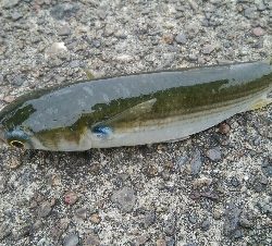 『釣りデビュー(≧∇≦)』223