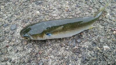 『釣りデビュー(≧∇≦)』223