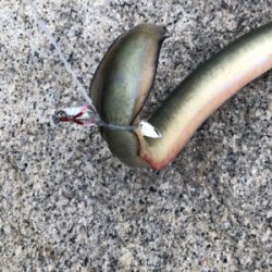 ルアーでうなぎ
