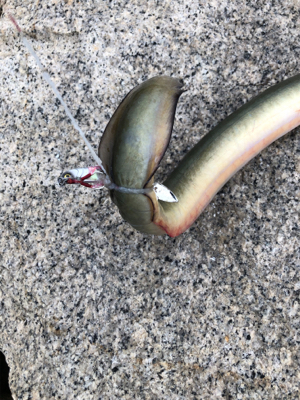 ルアーでうなぎ