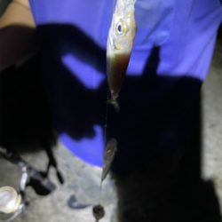 アジ　キス　アオリ調査