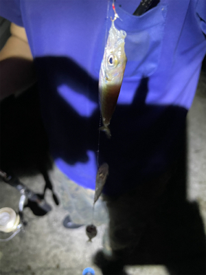 アジ　キス　アオリ調査