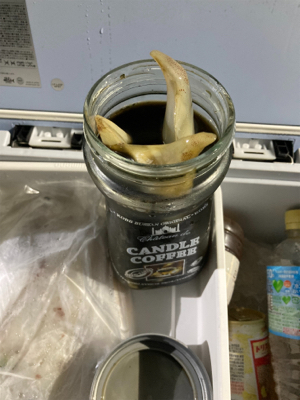 和歌山イカメタル