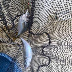 アジ　ガシラ　たかみ丸