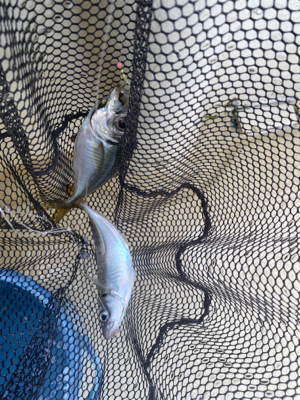 アジ　ガシラ　たかみ丸