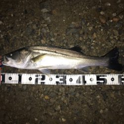 雨での増水時に良型GET