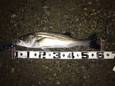 雨での増水時に良型GET