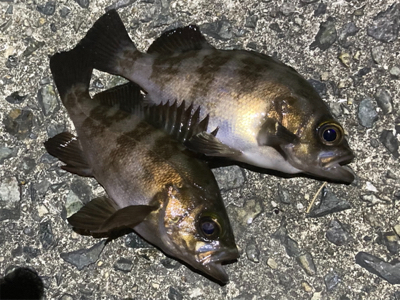 ライトゲーム、アジ・メバル