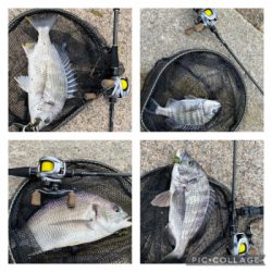 夜中は釣れないけど、日が出ると入れ食い。